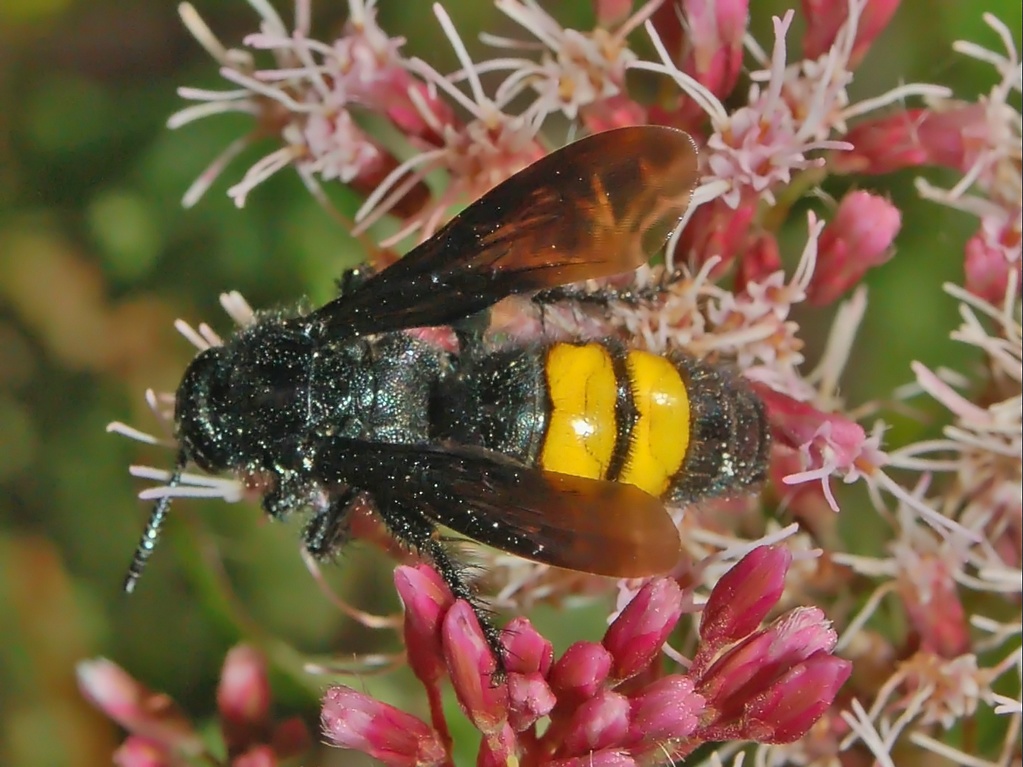 Scolia hirta